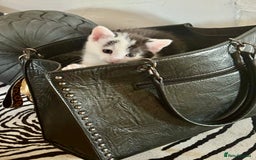Mixed Breed cats for sale: Gorgeous male fur baby, half ragdoll - Image 3