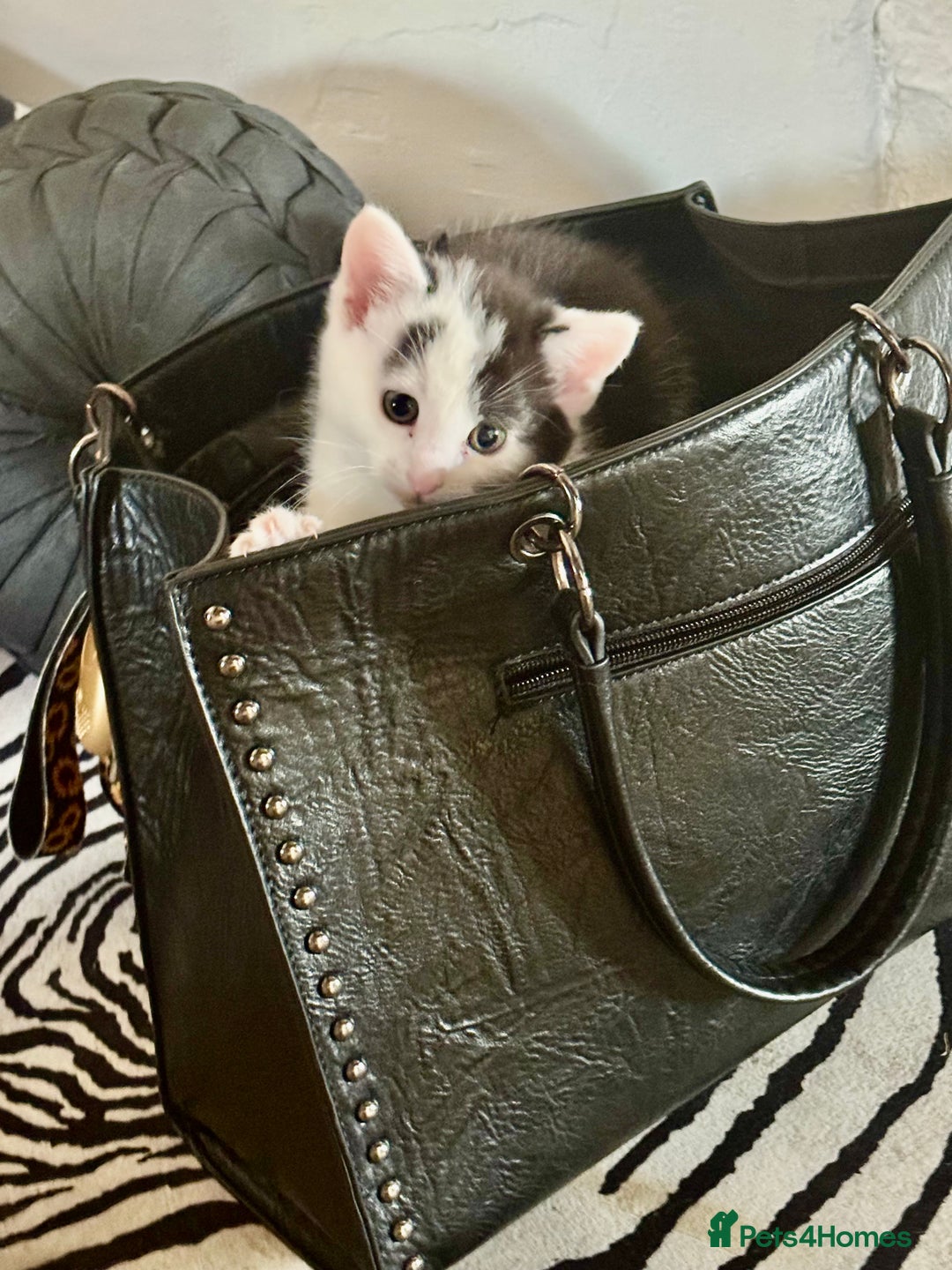 Mixed Breed cats for sale: Gorgeous male fur baby, half ragdoll - Image 3