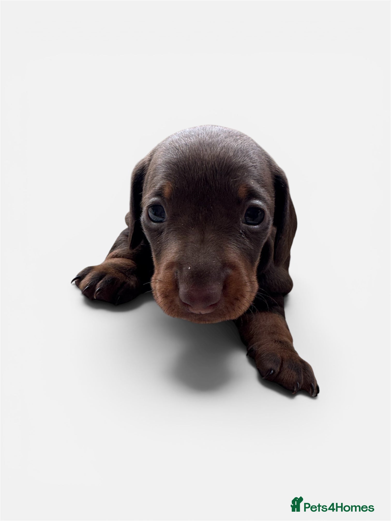 Miniature Dachshund dogs Stunning quality mini dachshund girls true to type - Advert 2