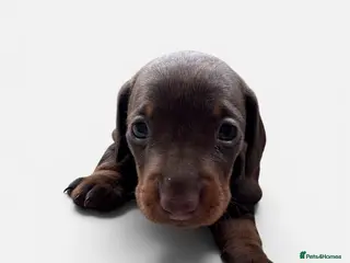Miniature Dachshund dogs Stunning quality mini dachshund girls true to type - Advert 6