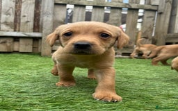 Labrador Retriever dogs for sale: Beautiful fox red Labrador pups - Image 3