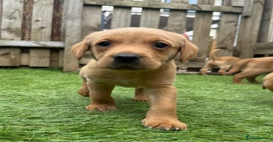 Labrador Retriever dogs - Advert 9