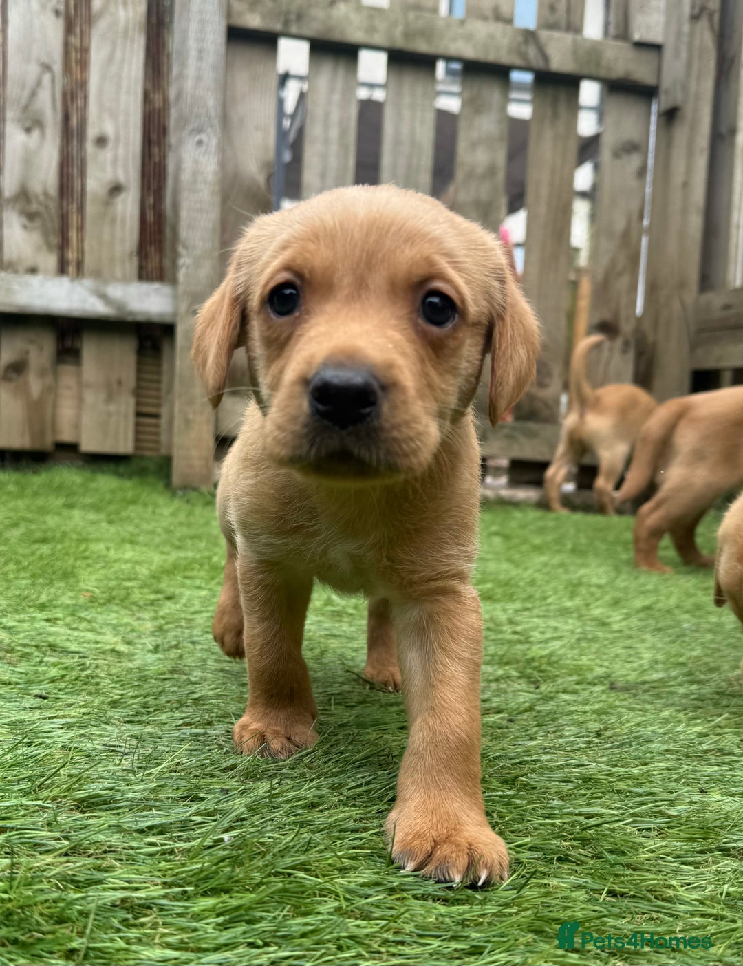 Labrador Retriever dogs for sale: Beautiful fox red Labrador pups - Image 3