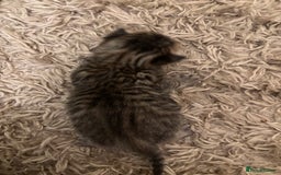 Mixed Breed cats for sale: Devon Rex x Bengal cross kittens  - Advert 5