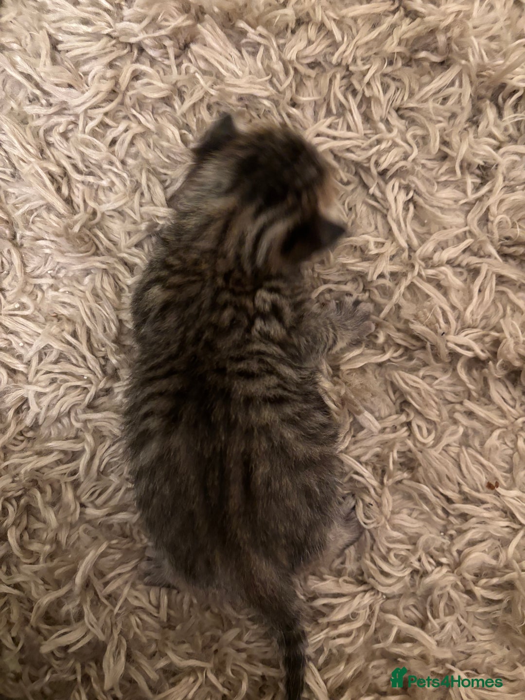 Mixed Breed cats for sale: Devon Rex x Bengal cross kittens  - Advert 5