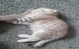 Scottish Fold cats for sale: Stunning TICA Registered Babies - Image 30