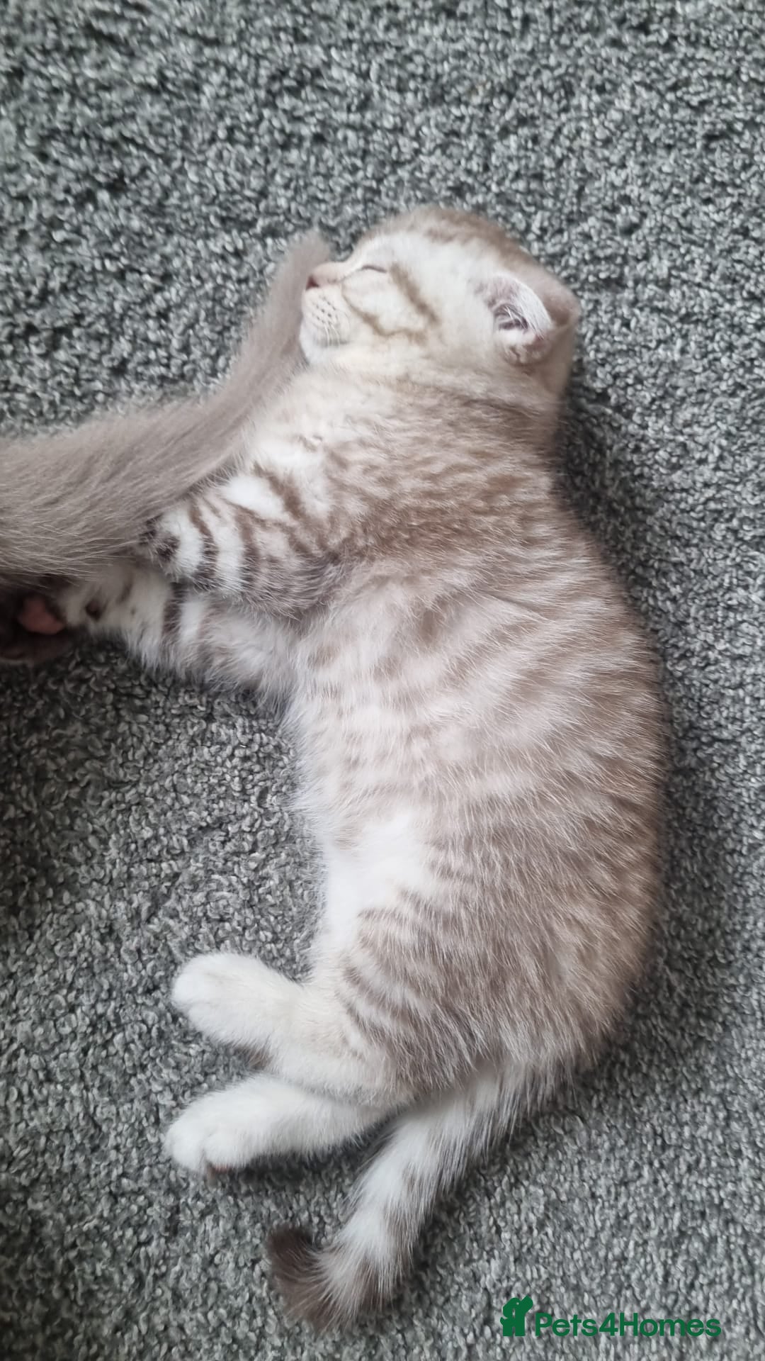 Scottish Fold cats for sale: Stunning TICA Registered Babies - Image 30