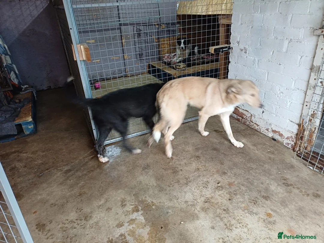 Mixed Breed dogs for adoption: 🐾 CANDY 🍯 A Gentle Soul Learning to Trust Again - Advert 11