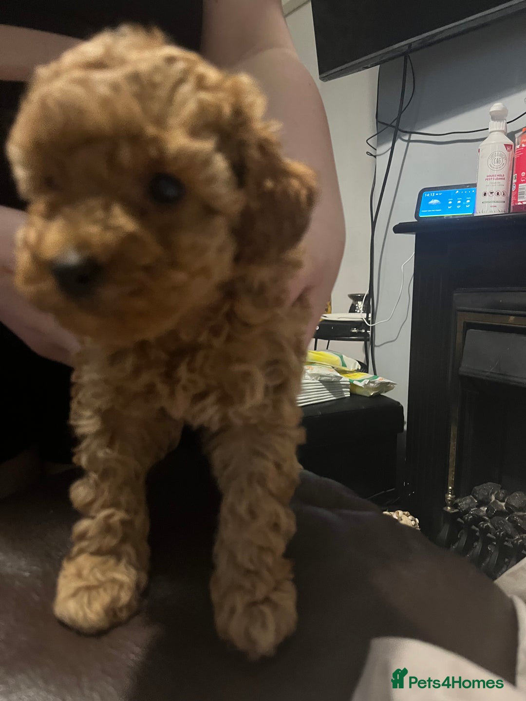 Toy Poodle dogs for sale:  Toy poodle apricot male  - Advert 6