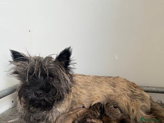 Cairn Terrier dogs Cairn terrier puppies - ready to go - Advert 1