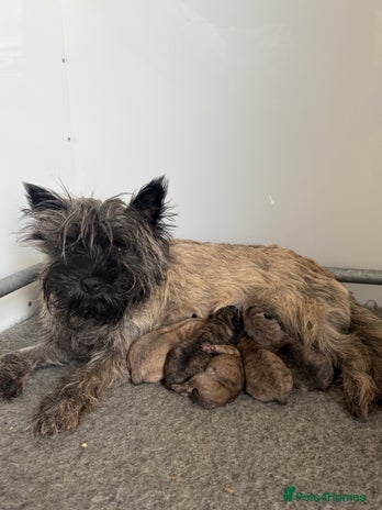 Cairn Terrier dogs KC Cairn Terrier Puppies - last 2 - ready to go - Advert 1
