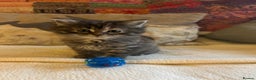 Persian cats for sale: GORGEOUS PERSIAN X KITTENS - Advert 18