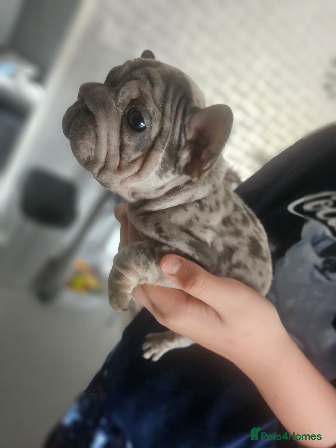French Bulldog dogs for sale:  Beautiful french bulldog puppies for sale - Image 9