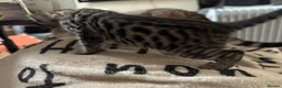 Bengal cats for sale: Cashmere bengals - Advert 20