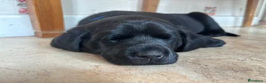 Labrador Retriever Blue