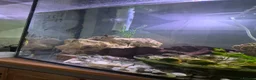 Plecos fish for sale: Plecos for sale - Advert 5