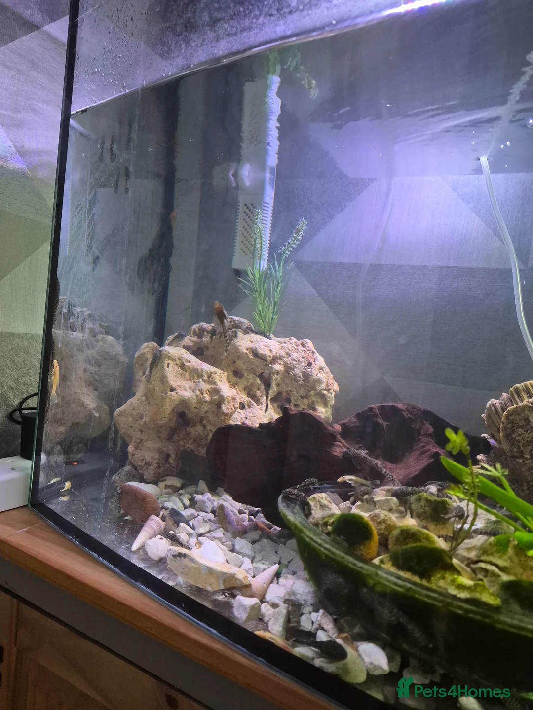Plecos fish for sale: Plecos for sale - Advert 5