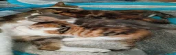 Mixed Breed cats for sale: Kittens for sale - Advert 1