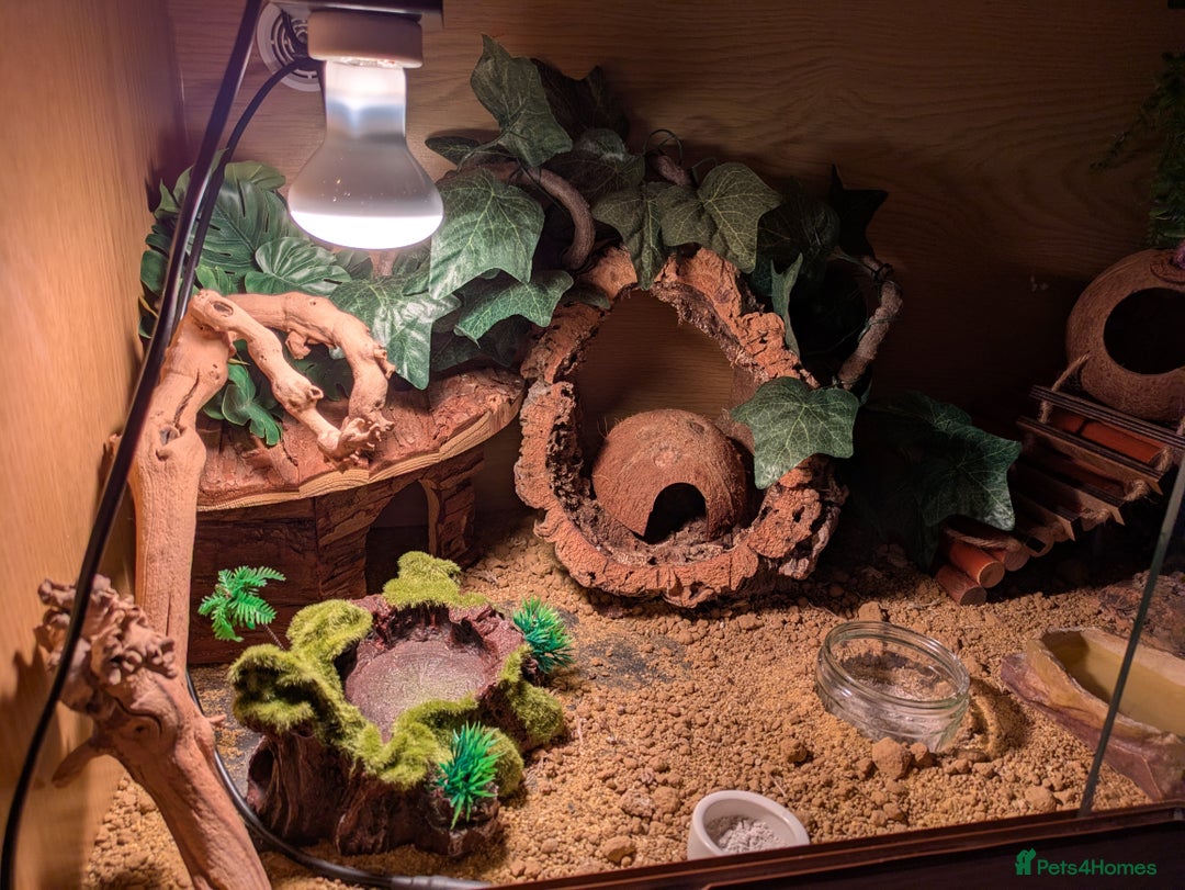 Leopard Gecko reptiles for sale: Leopard gecko and setup - Image 2