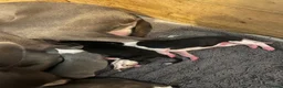 Whippet dogs for sale: Outstanding Litter KC Reg Pedigree Whippet Puppies - Advert 5