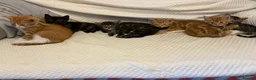Mixed Breed cats for sale: Mixed Litters  - Advert 2
