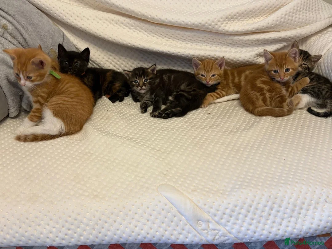 Mixed Breed cats for sale: Mixed Litters  - Advert 2