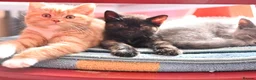British Shorthair cats for sale: 3 Lovely, Fluffy Little Kittens - Ready To Go - Advert 5