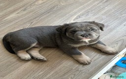 Olde English Bulldogge dogs for sale: Playful OEB Pups Fluffy boy ready - Image 10