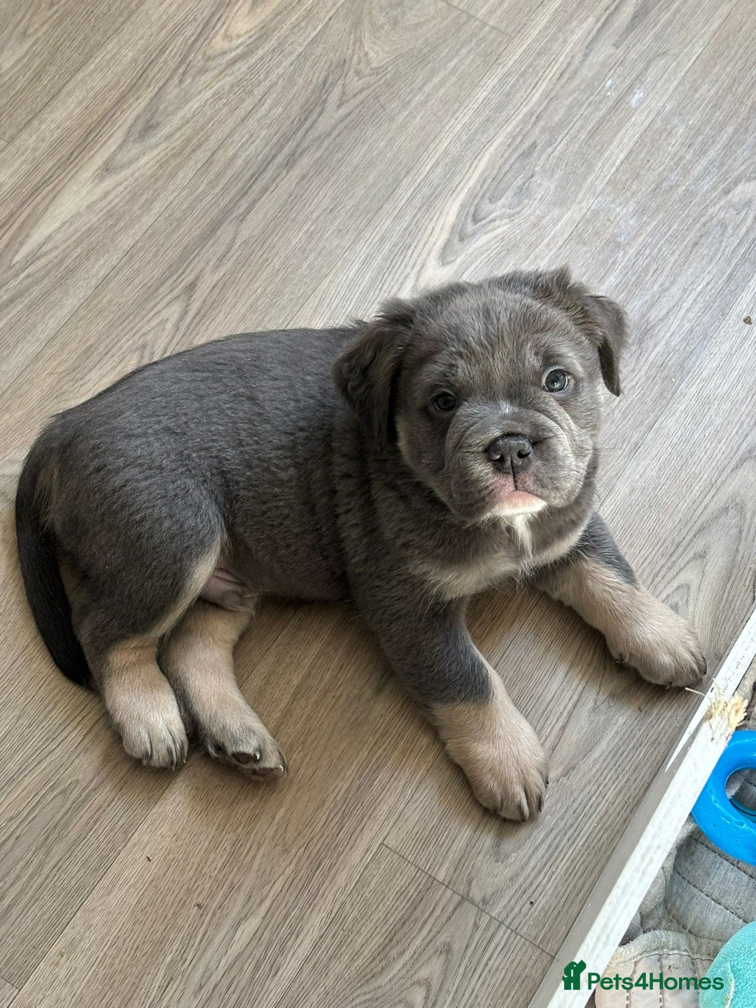 Olde English Bulldogge dogs for sale: Playful OEB Pups Fluffy boy ready - Image 10