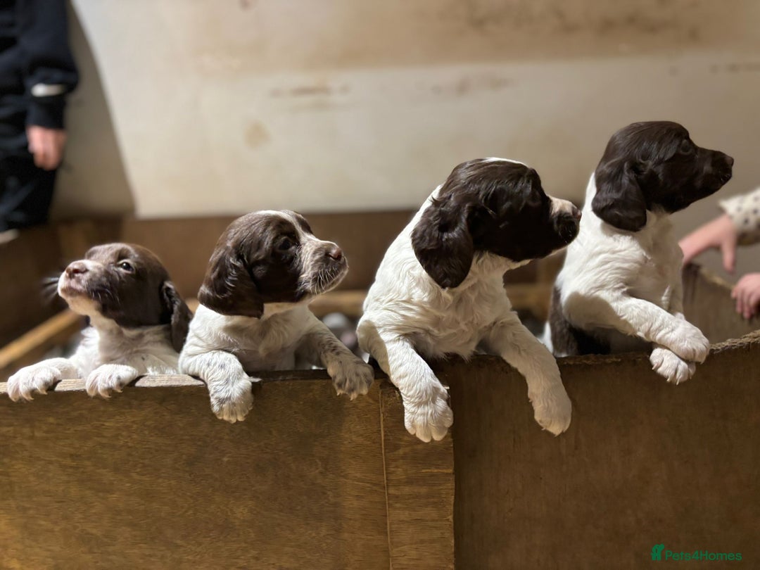 Mixed Breed dogs for sale: Mixed spaniels  - Advert 10