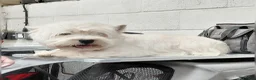 West Highland Terrier dogs for stud: * stud only* KC Stunning west highland terrier - Advert 4