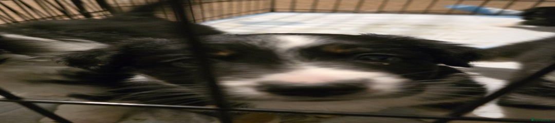 Border Collie Puppy 4