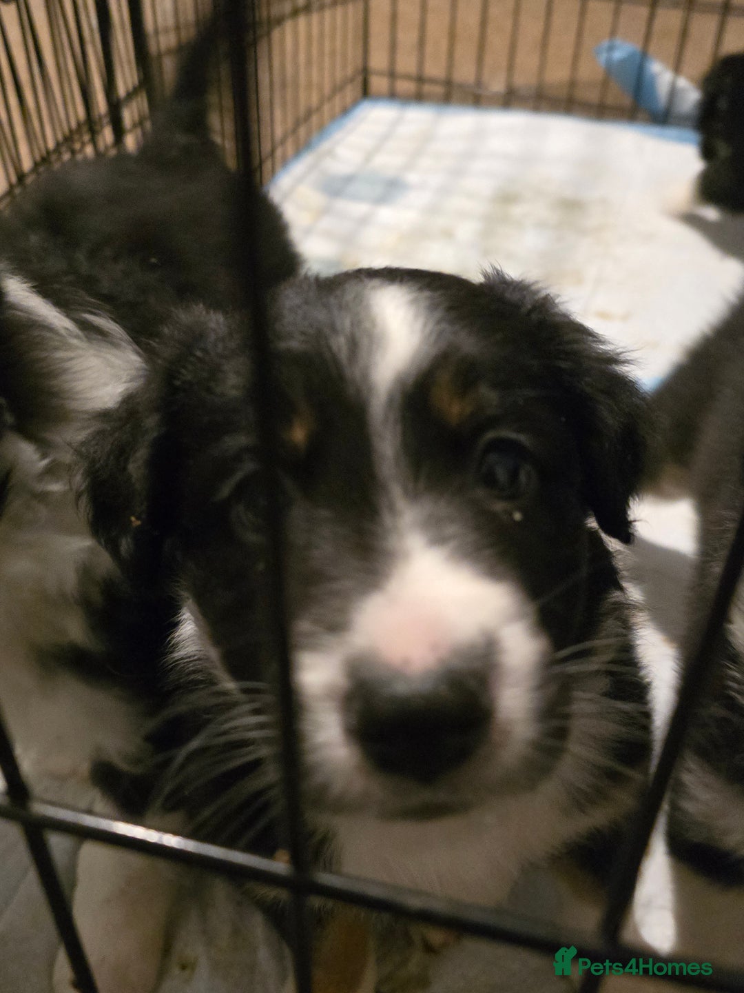 Border Collie dogs for sale: 4 female border collies - Advert 6