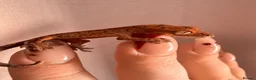 Gecko reptiles for sale: Crested Gecko Babies - Advert 7