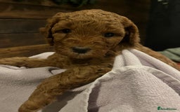 Cockapoo dogs for sale: Cockapoo F1B puppies - Advert 6