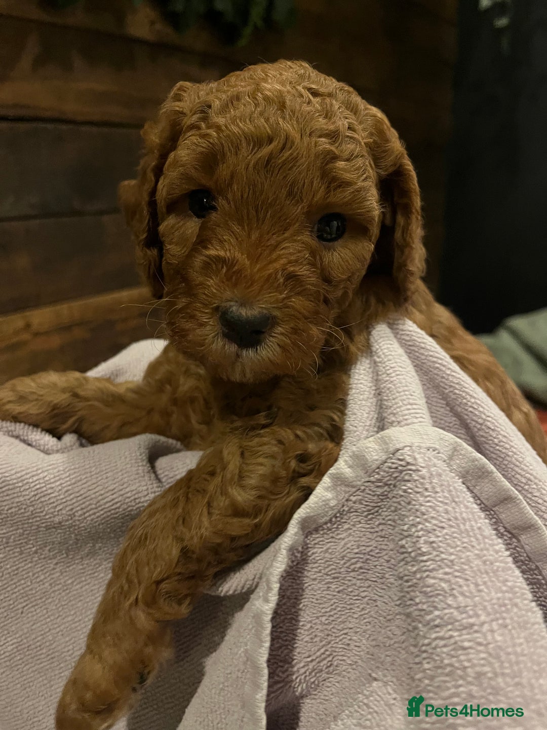 Cockapoo dogs for sale: Cockapoo F1B puppies - Advert 6