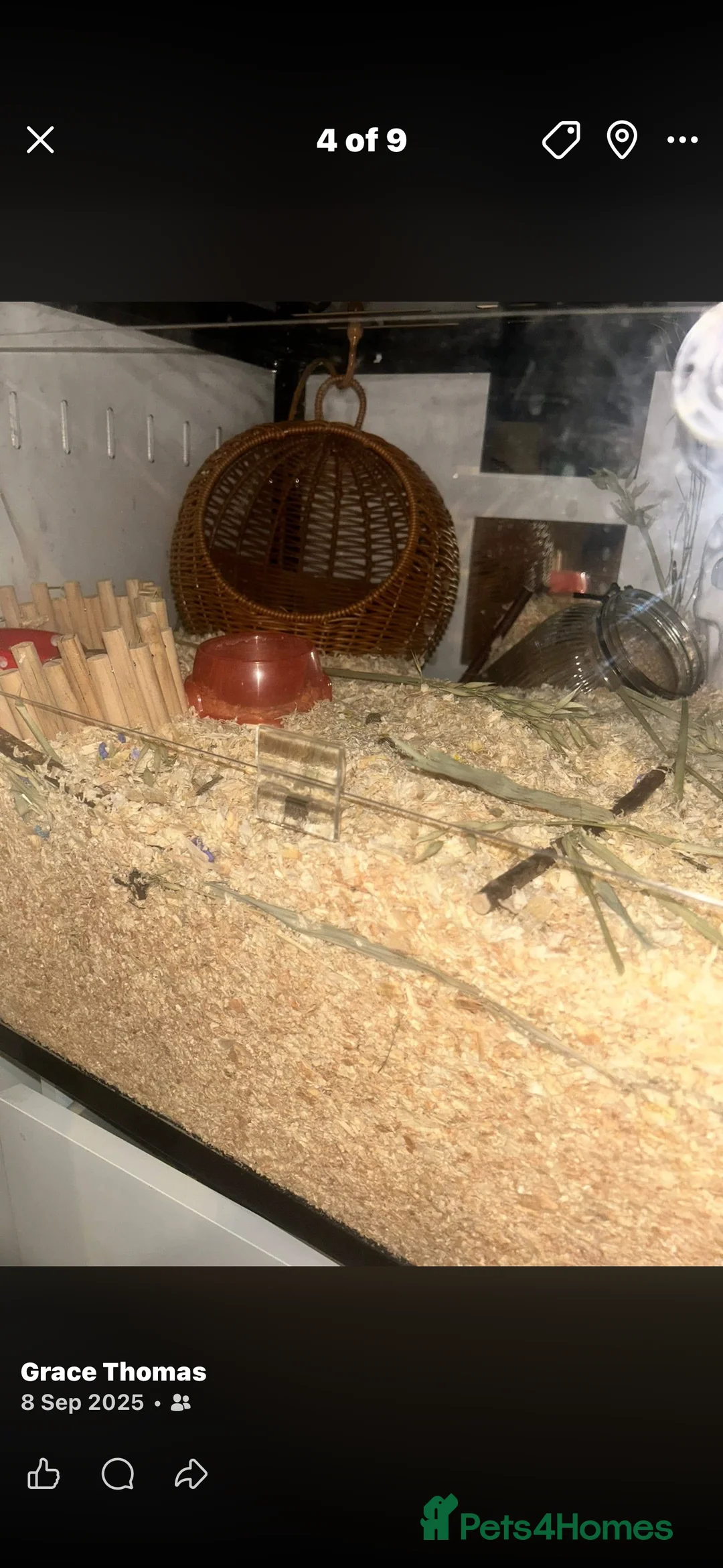 Hamster rodents for sale: Rocky looking for new home  - Advert 4