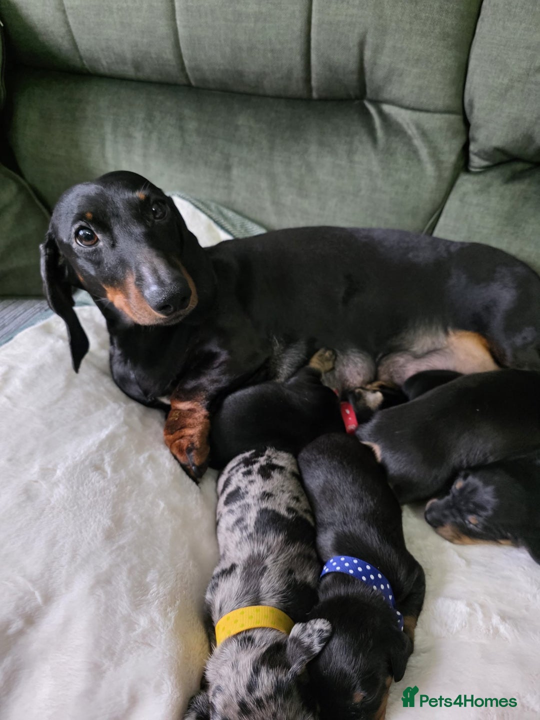 Dachshund dogs for sale: 4 Kc registred standard dachshund puppies  - Advert 3