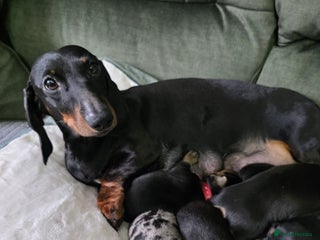 Dachshund dogs 5 Kc registred standard dachshund puppies - Advert 1