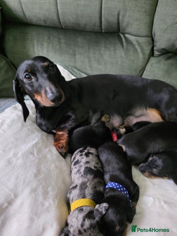 Dachshund dogs 5 Kc registred standard dachshund puppies - Advert 1