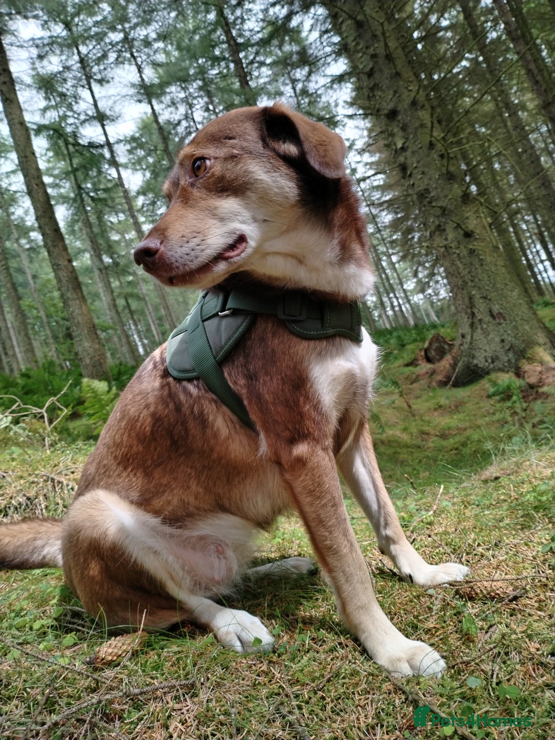 Mixed Breed dogs for sale: Collie cross 6 years old  - Image 5