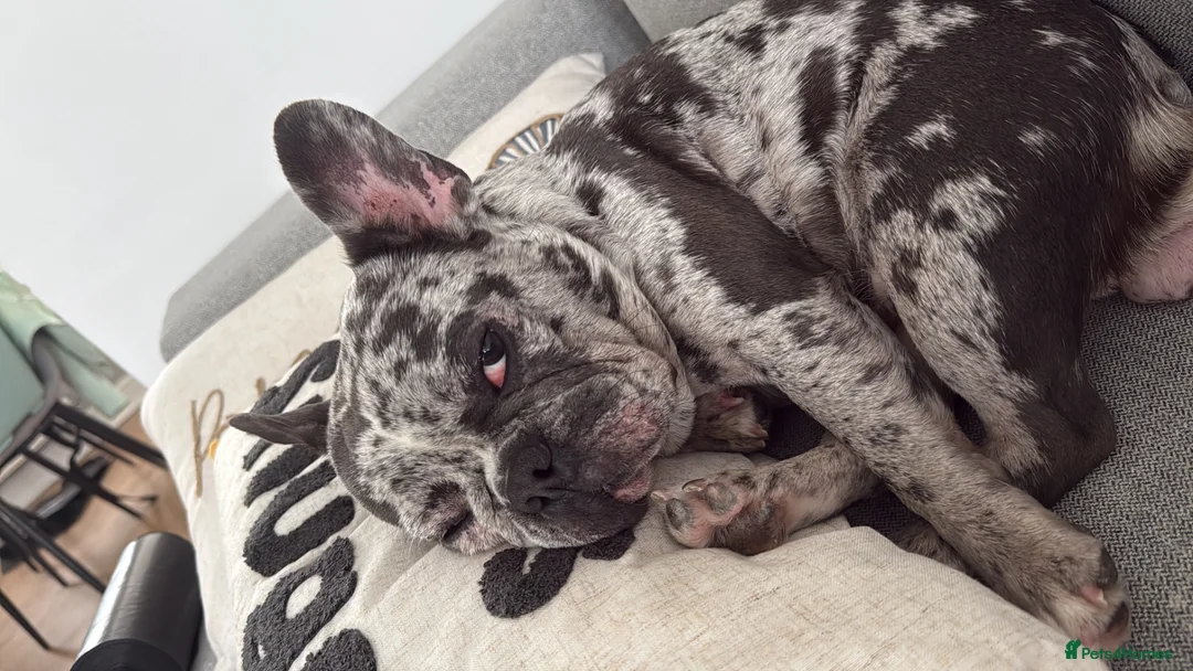 French Bulldog dogs for sale: French bulldog  in Saint Helens - Advert 5