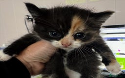 Mixed Breed cats for sale: Adorable kittens for sale - Image 13