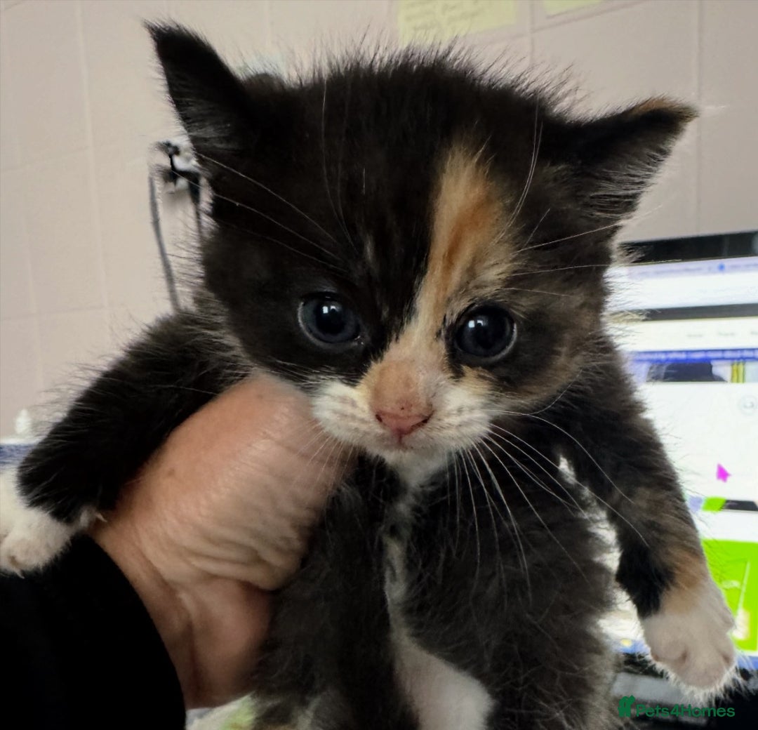 Mixed Breed cats for sale: Adorable kittens for sale - Image 13