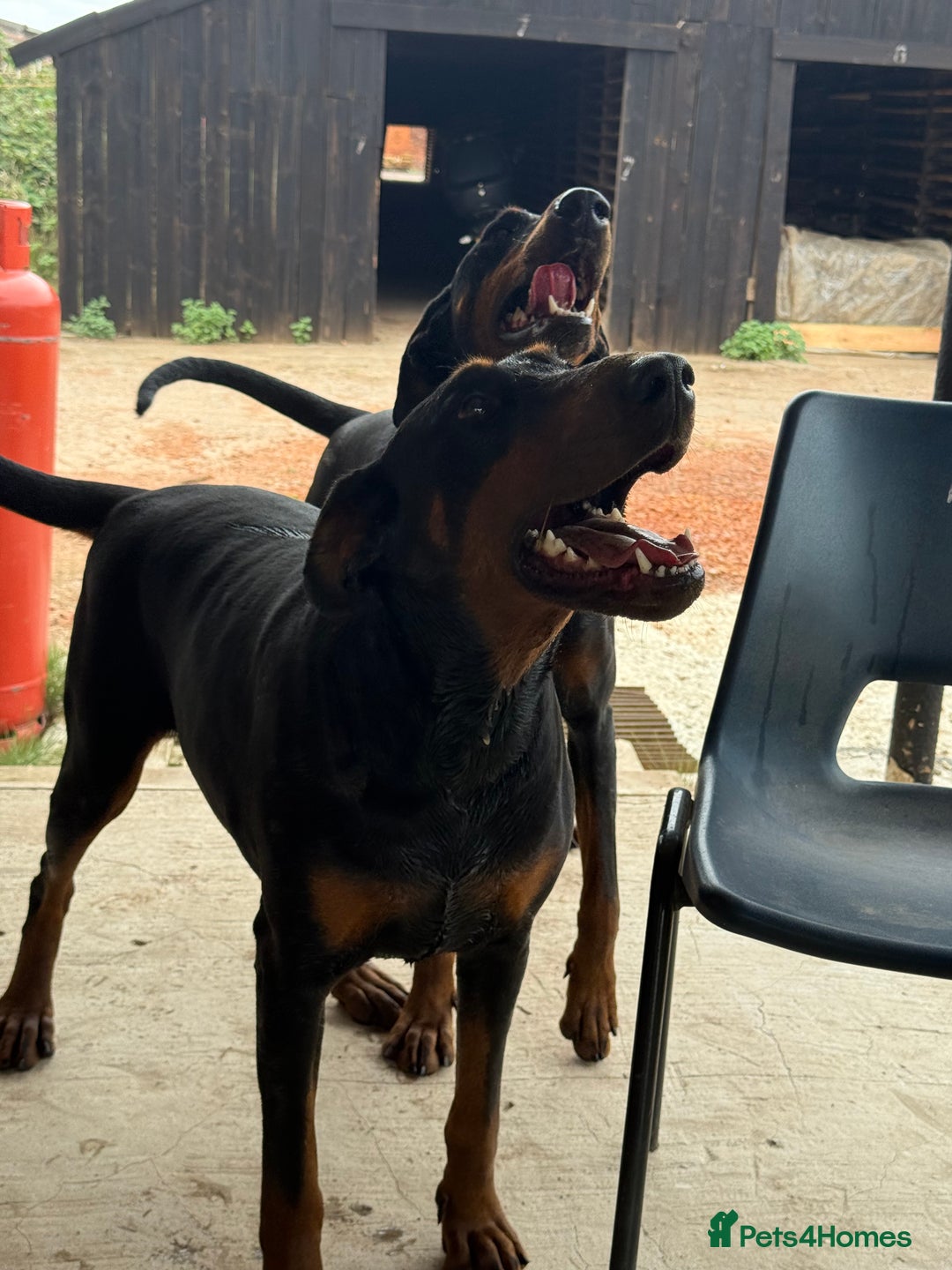 Dobermann dogs for sale: 2 Doberman females  - Image 4