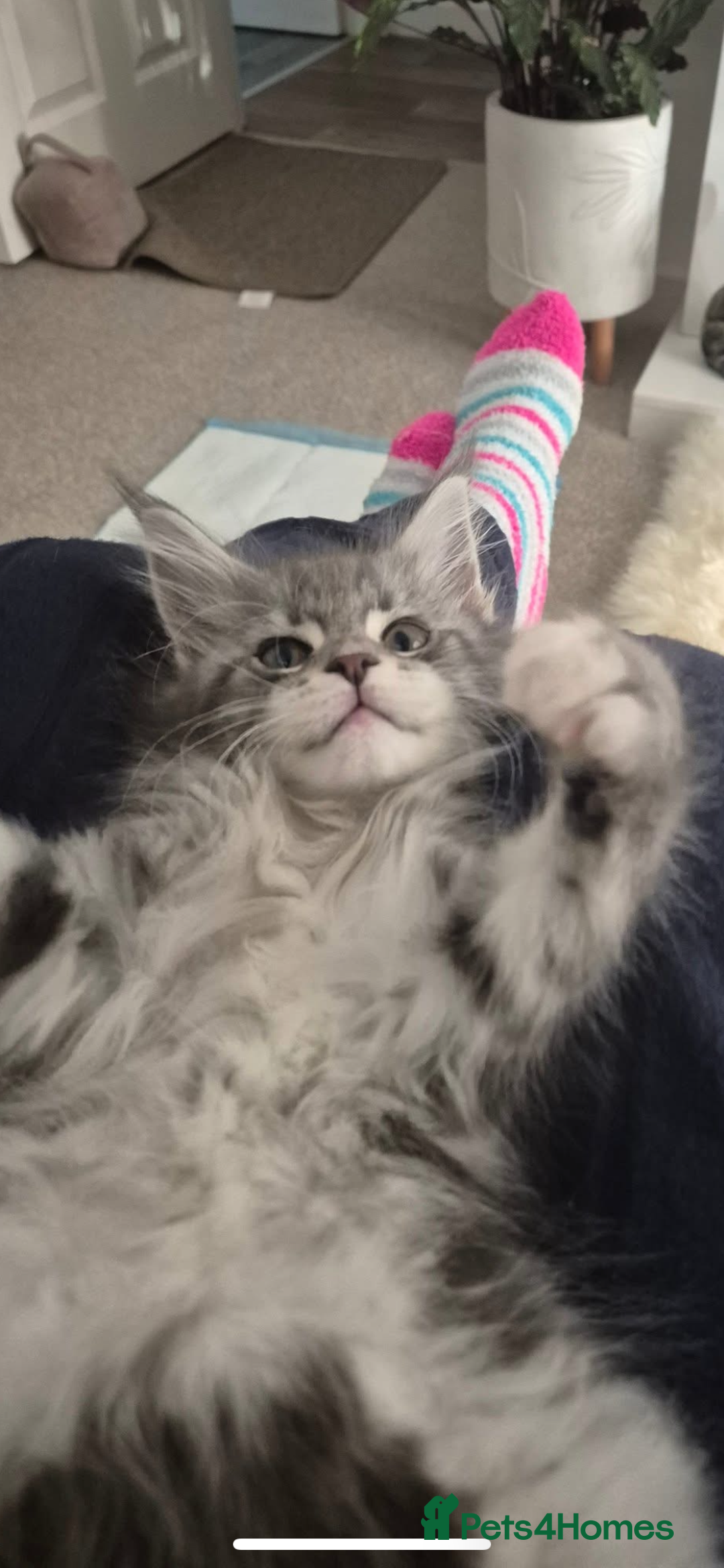 Maine Coon cats for sale: Maincoone kittens - Advert 4