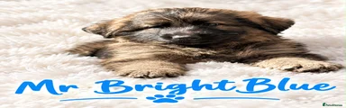 German Shepherd 3