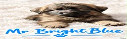 German Shepherd dogs for sale: 🐾 BEAUTIFUL GERMAN PUPPIES🐾 - Advert 7