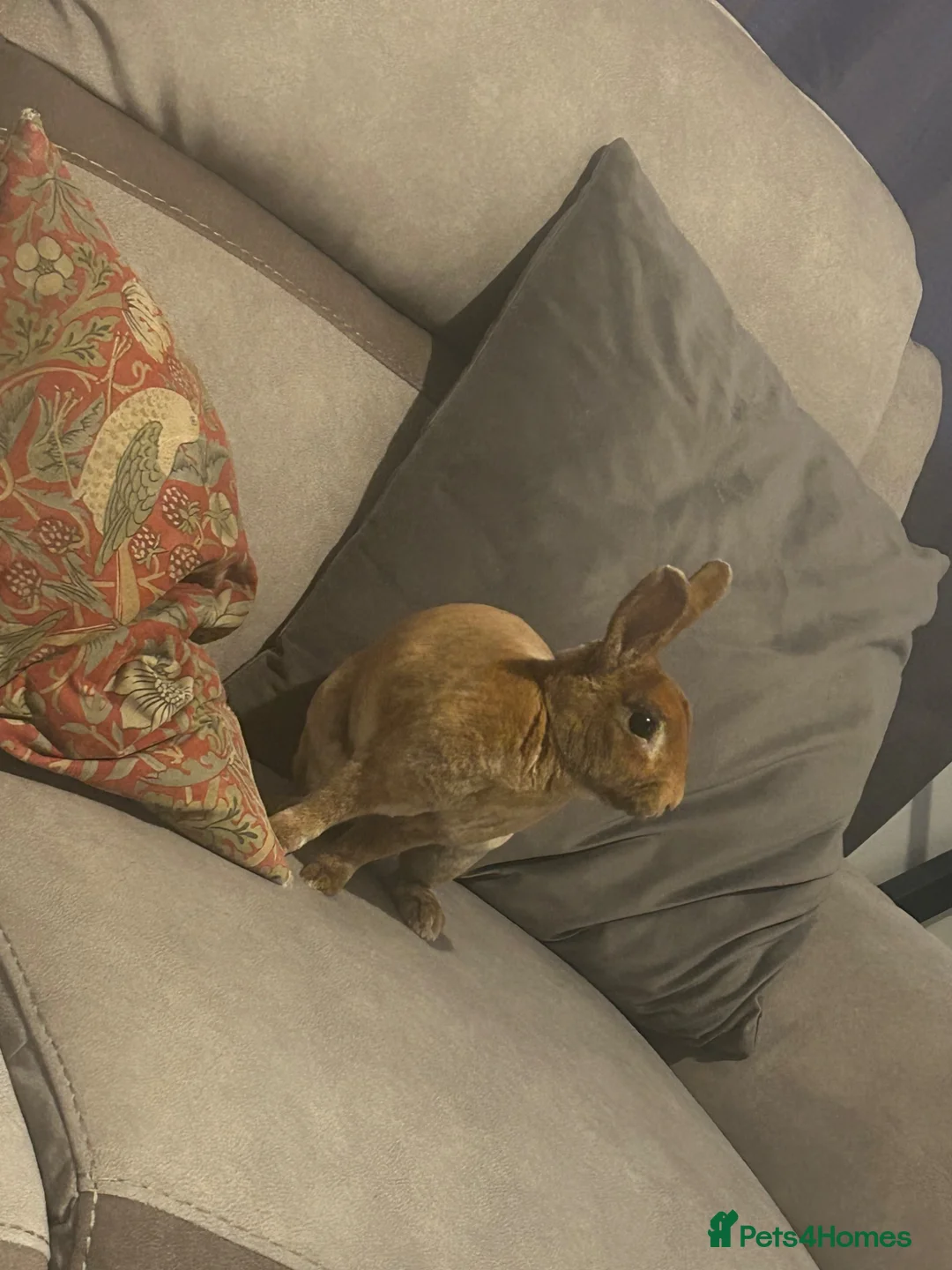 Rex rabbits for sale: Gorgeous Rex Boy - Derek  in Gloucester - Advert 4