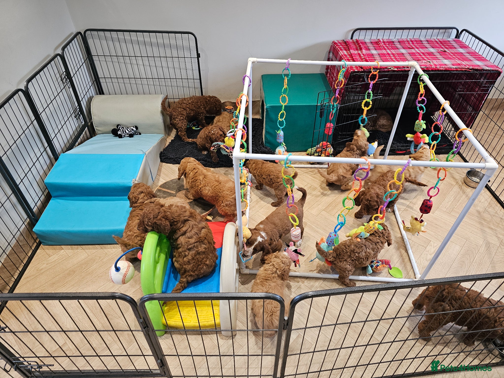 Cockapoo dogs F2 Cockapoo's  - Advert 2